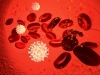 Blood Cells Flow Images